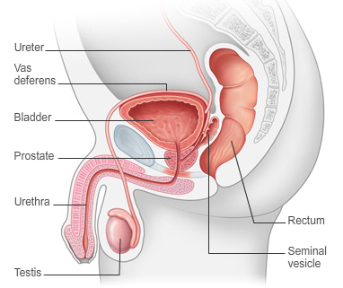 Prostate'