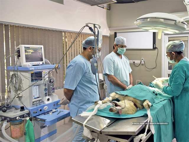 Animal Hospitals and Veterinary Clinics Services Market'