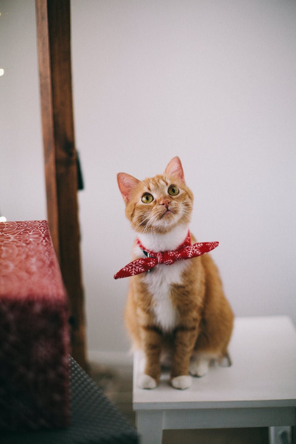 Pet Grooming'