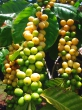 pure green coffee bean extract 800mg