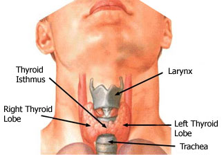 Thyroid Health'