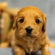 Healthy Puppies For Adoption!'