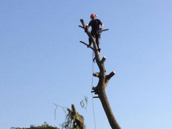 Tree Surgery'