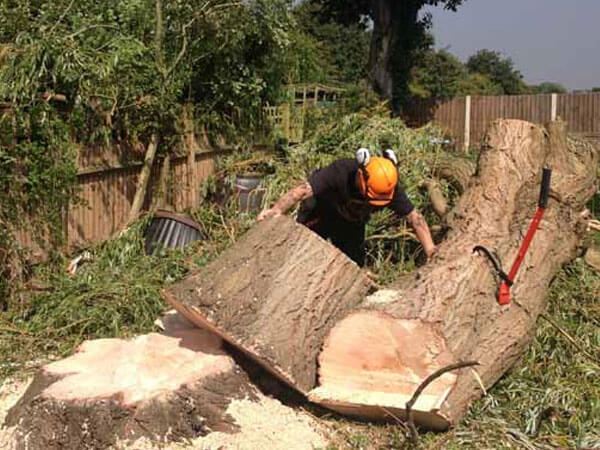Tree Cutting'