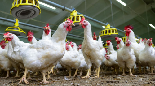Poultry Health Market'