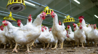 Poultry Health Market