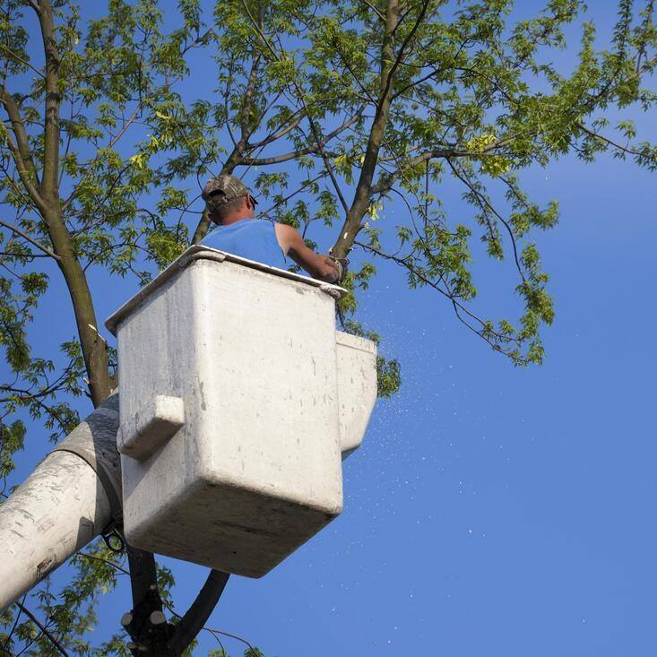 Company Logo For OC Tree Service Pros'