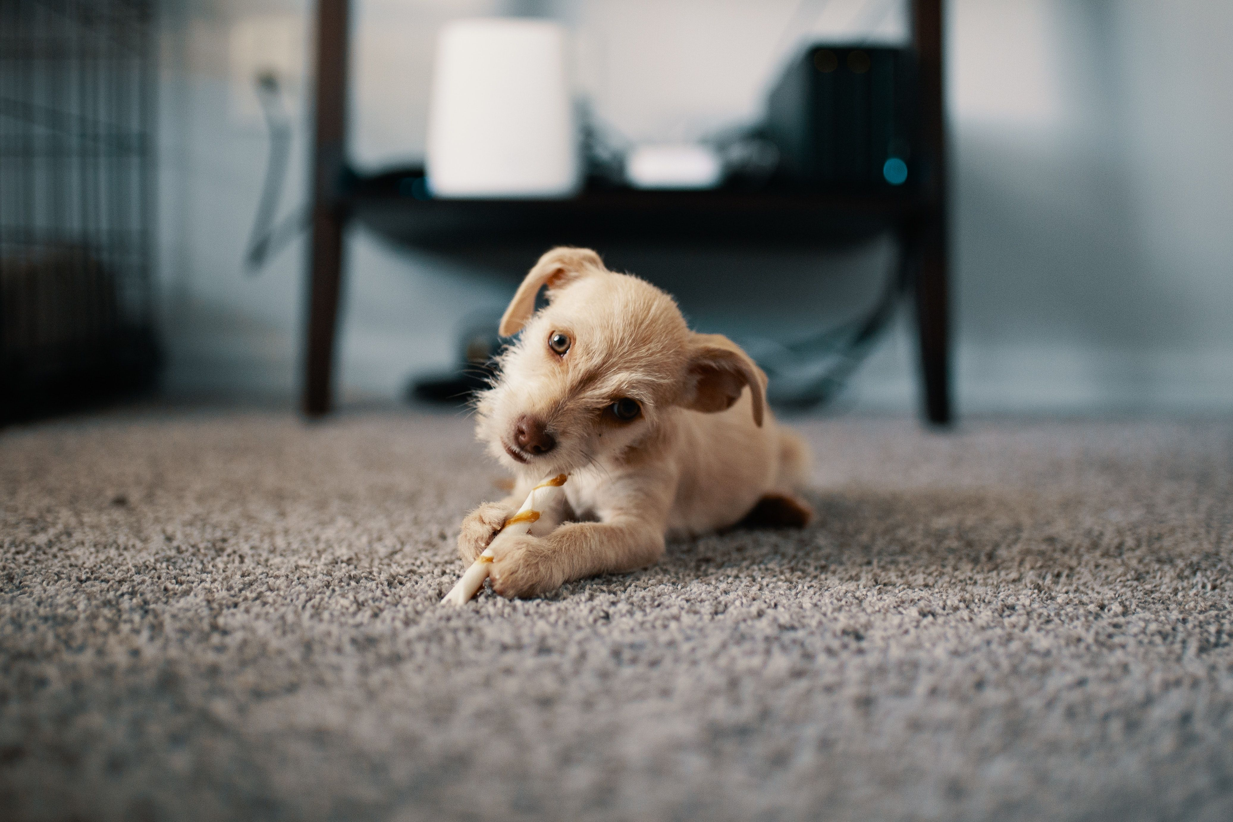 Carpet Cleaning'