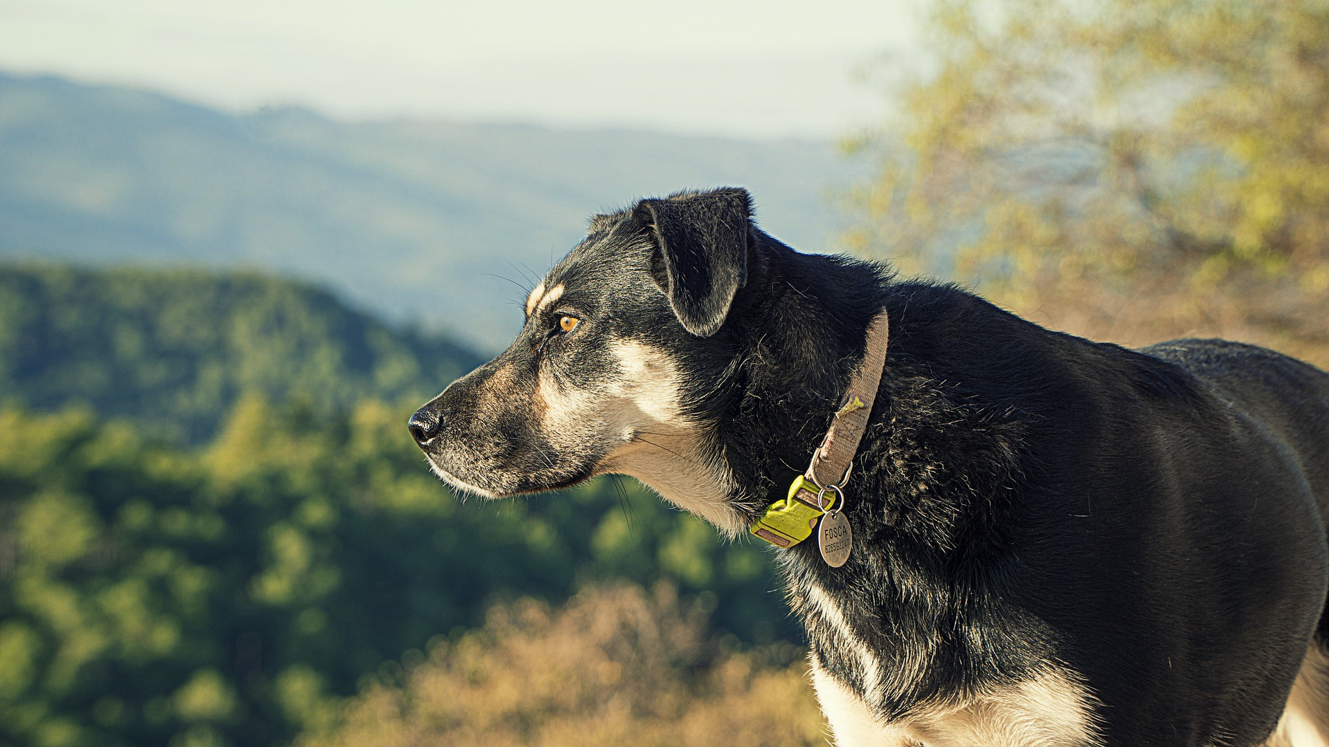 Dog Nourishing Cream'