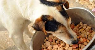 Dehydrated and Freeze-Dried Pet Food Market