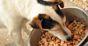 Dehydrated and Freeze-Dried Pet Food Market'