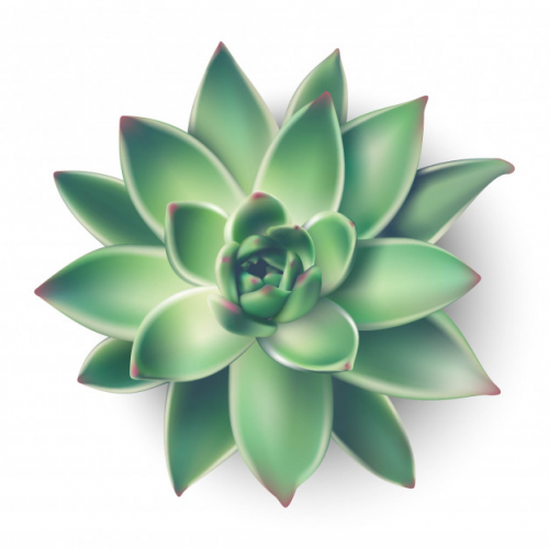 Company Logo For Succulents Greener'