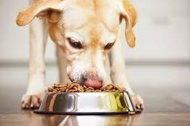 Frozen and Freeze-Dried Pet Food Market