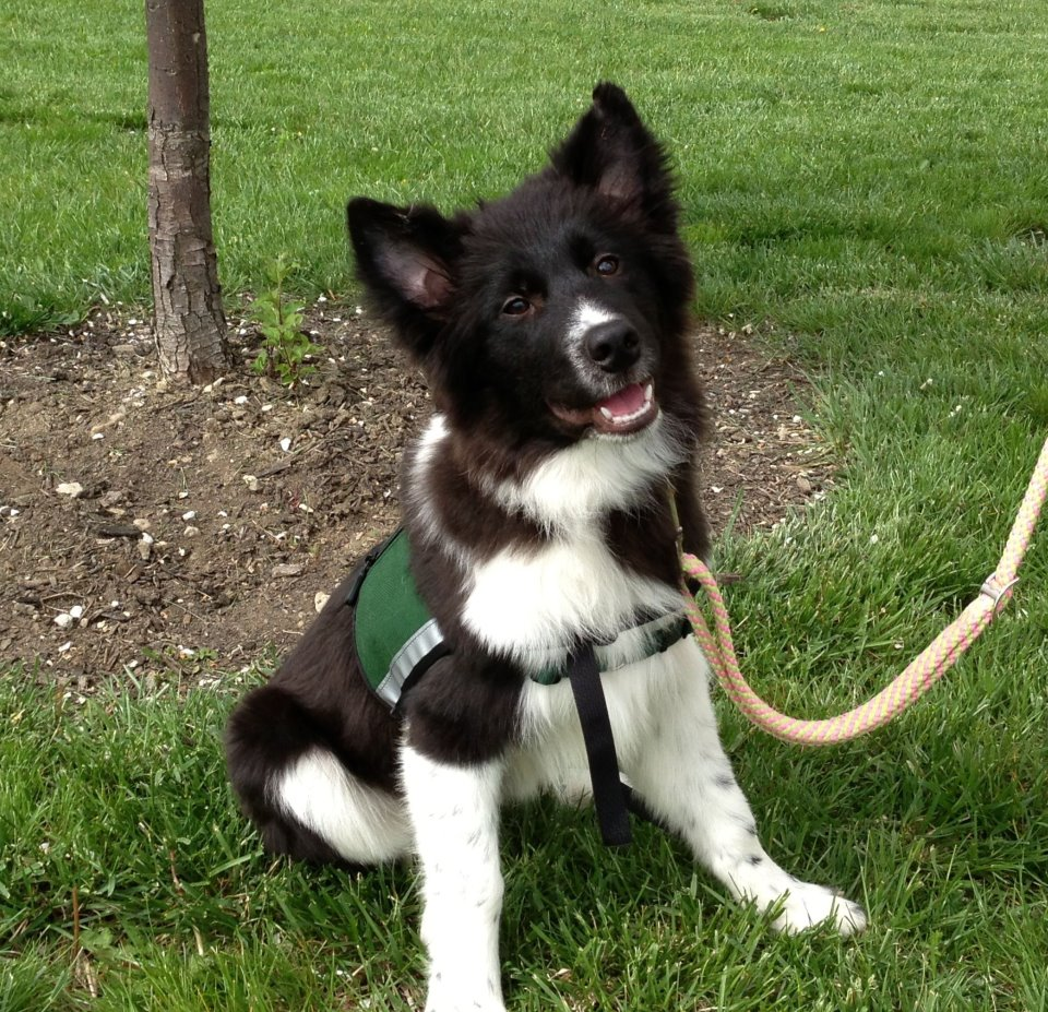 Diabetic Alert Dog for Frankie'