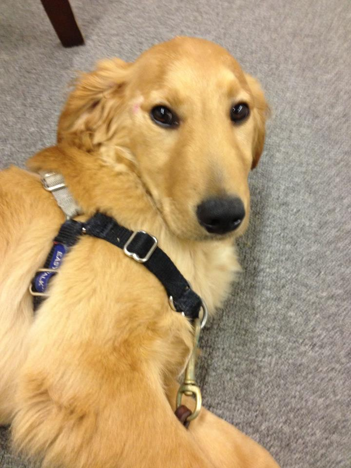 Diabetic Alert Dog for Frankie'