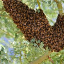 Termite Control'