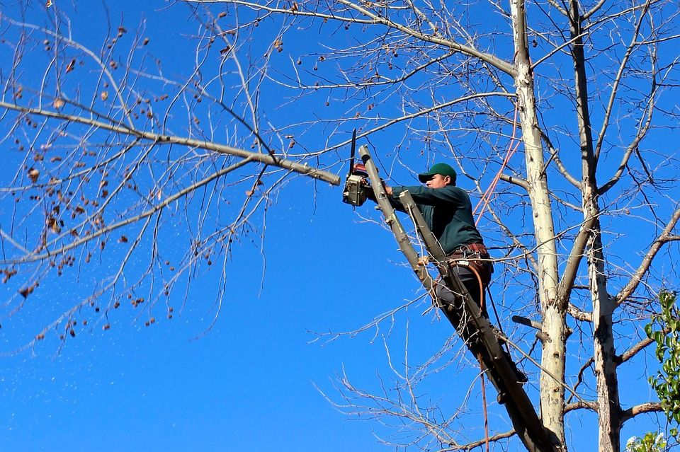 Tree Trimming'