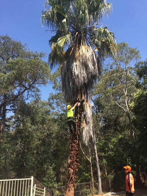Company Logo For Elevated Arbor Care'