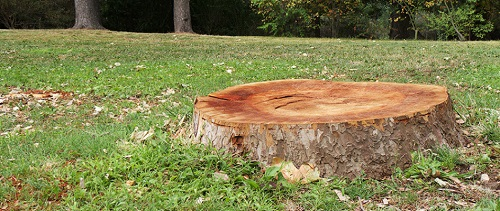 Company Logo For Elevated Arbor Care'