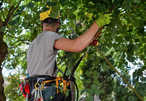 Company Logo For Elevated Arbor Care'