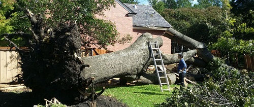 Company Logo For Elevated Arbor Care'