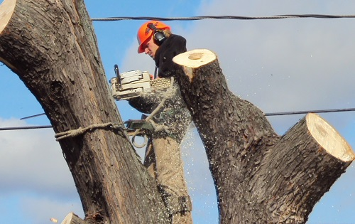 Company Logo For Elevated Arbor Care'