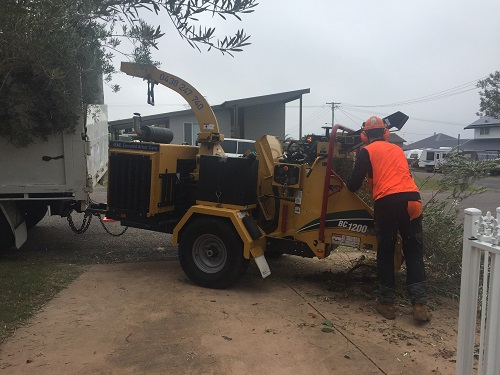 Company Logo For Elevated Arbor Care'