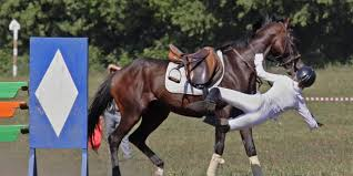 Equestrian Insurance'