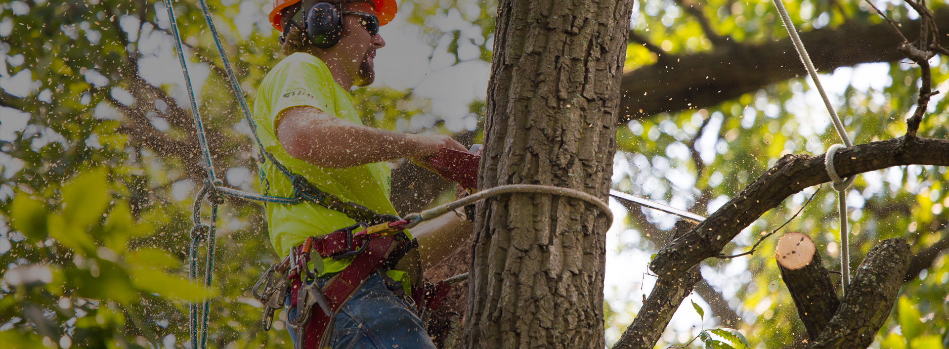 Company Logo For Tree Service &amp;amp; Removal Bronx'