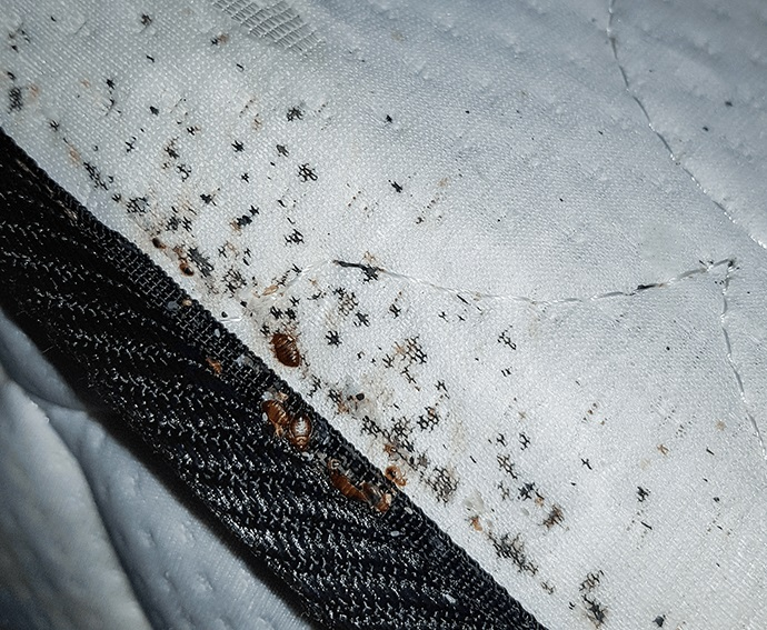 Company Logo For A1 Bed Bug Exterminator St Louis'