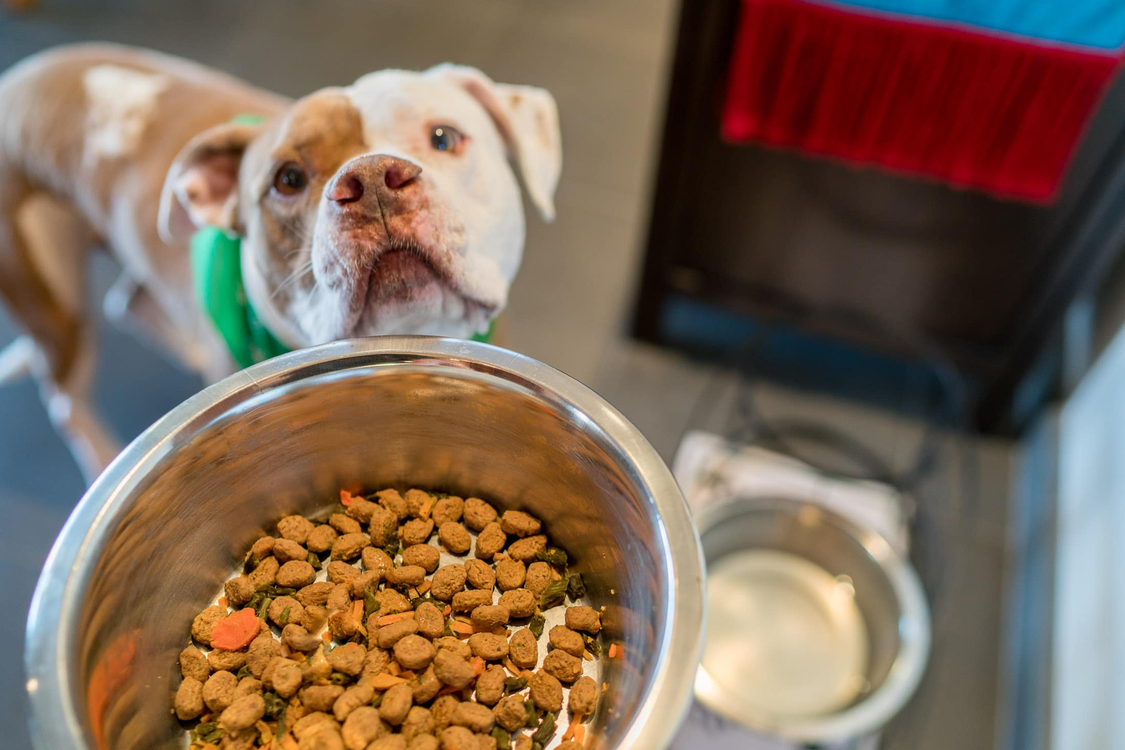 Fresh Pet Food Market