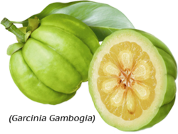 Garcinia Cambogia'