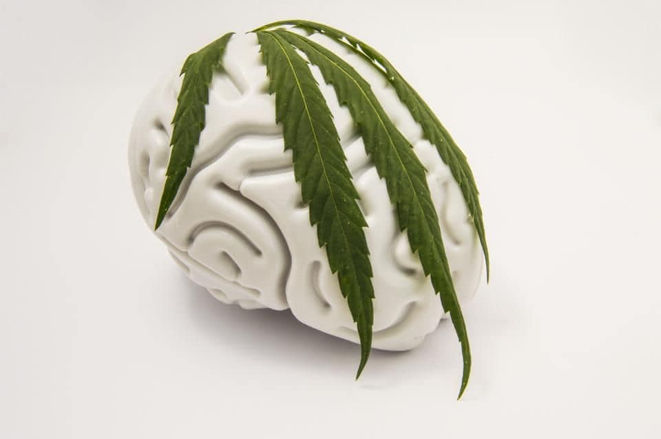 Marijuana Doctor'