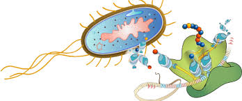Protein Expression Market