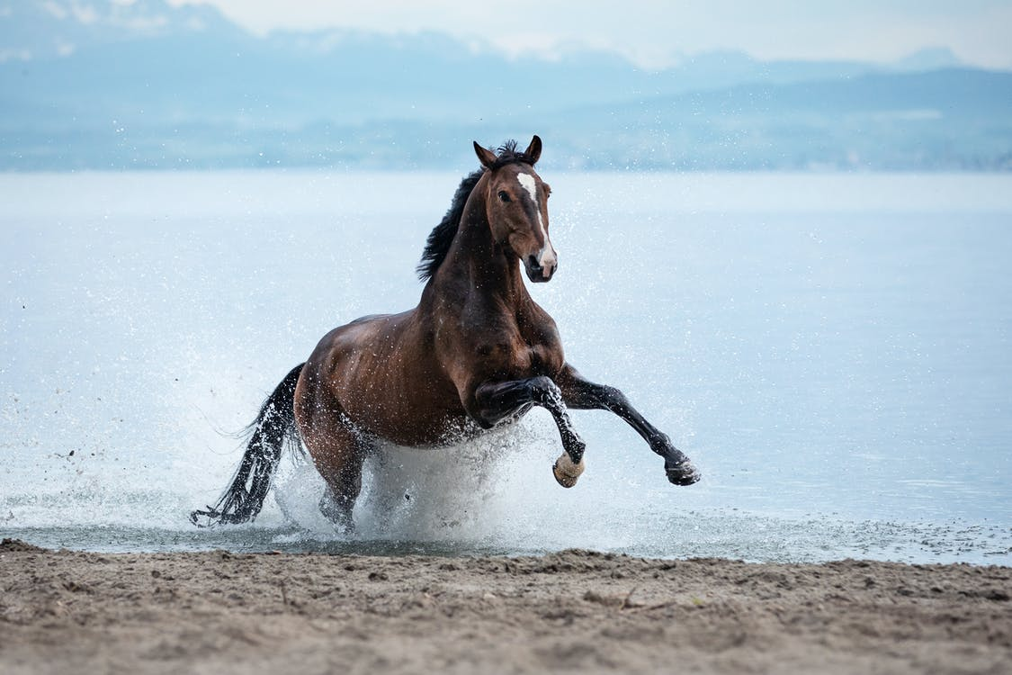 Horse Assisted Therapy'