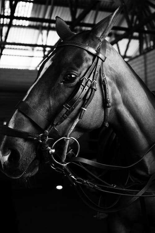 Equine Therapy Benefits'