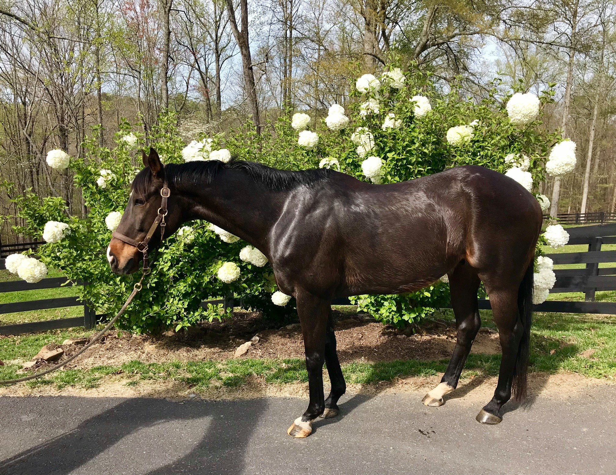 Equine Assisted Psychotherapy'