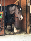 Horse Therapy For Anxiety'