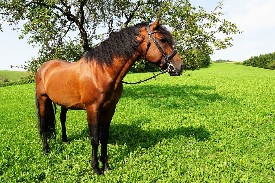 Therapy Horses'