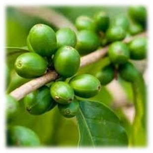 Green Coffee Bean'