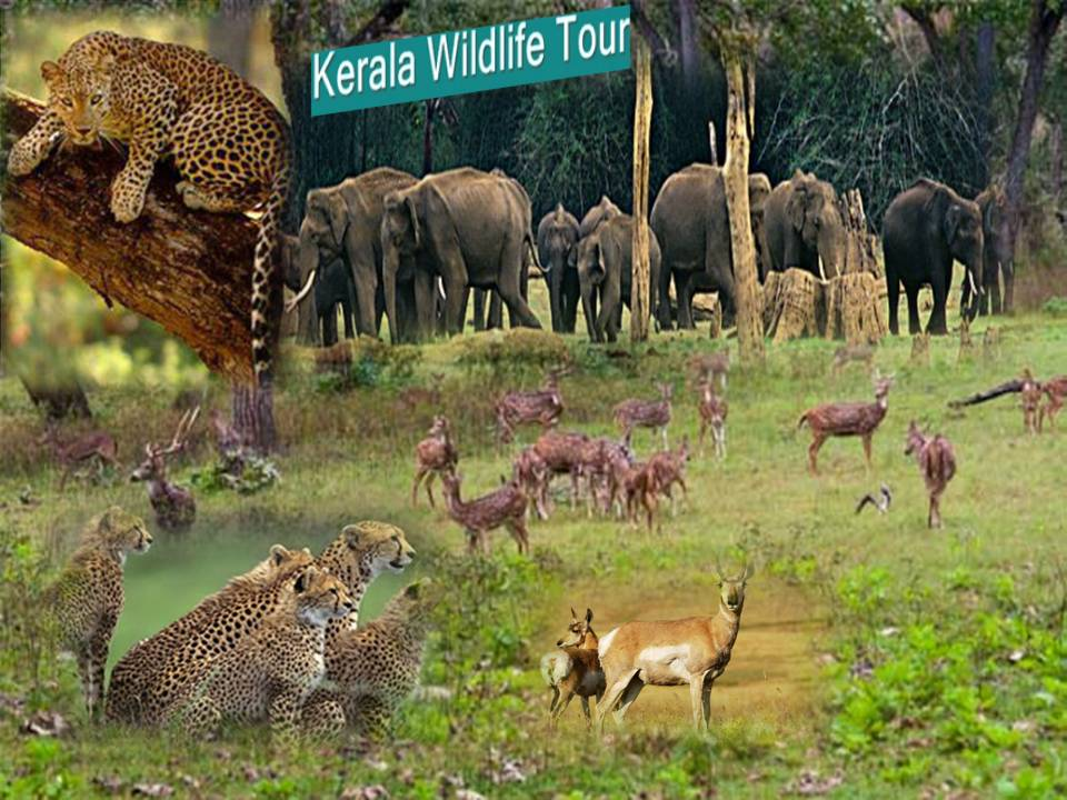 India Kerala Tours Packages