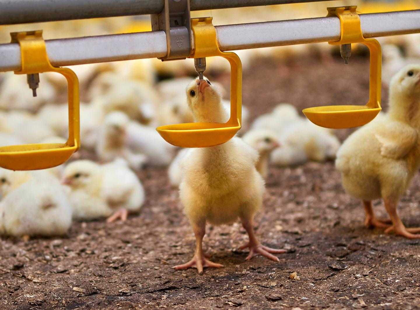 Nipple Drinker Market