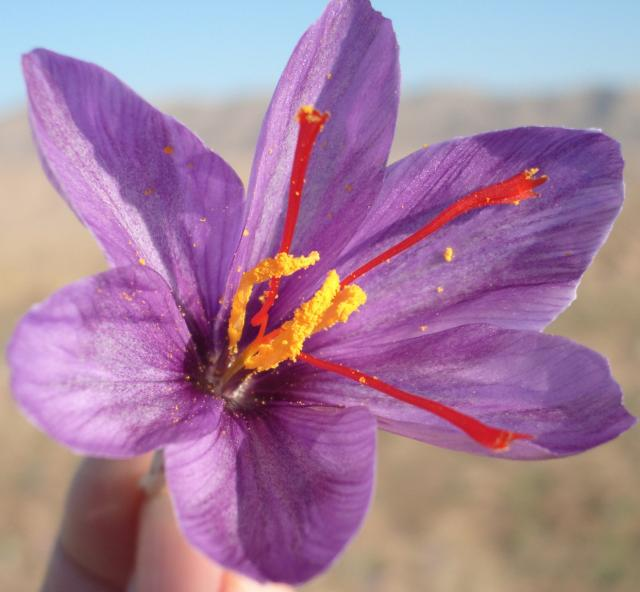 Saffron extract