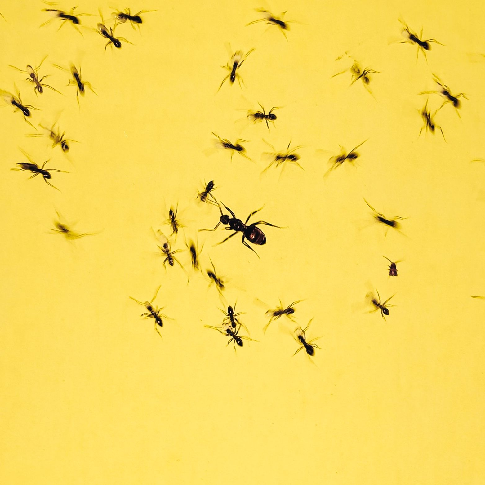 Company Logo For Bugs Plus Pest Control'