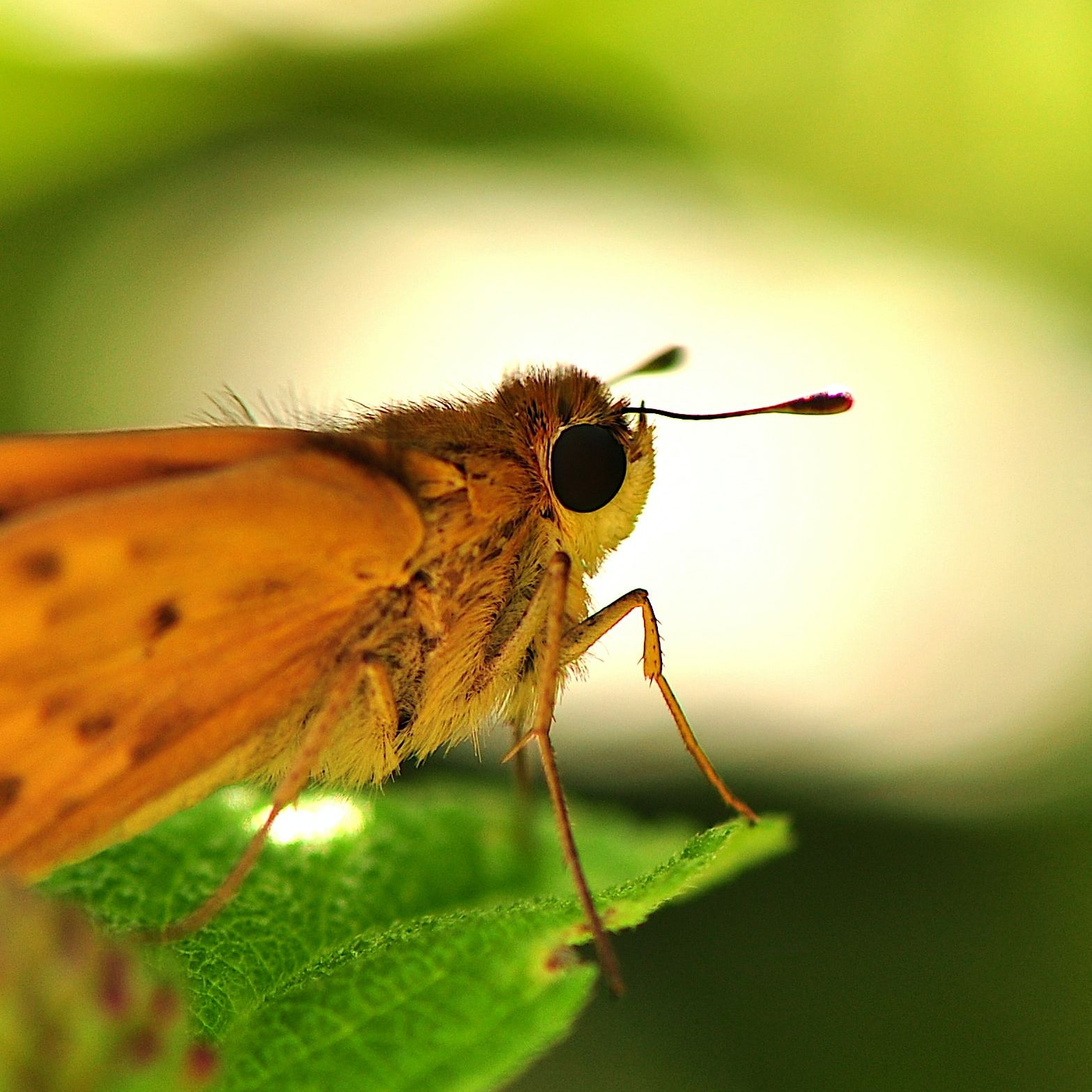 Exterminator'