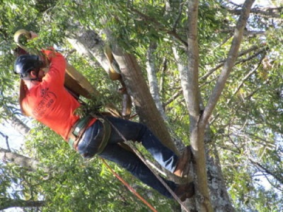 Tree Care'