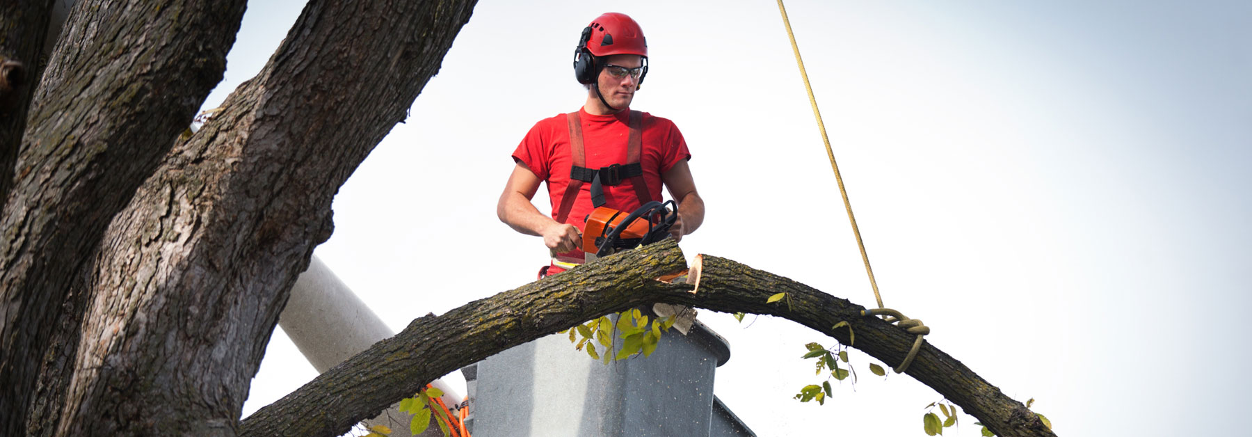 Tree Removal'