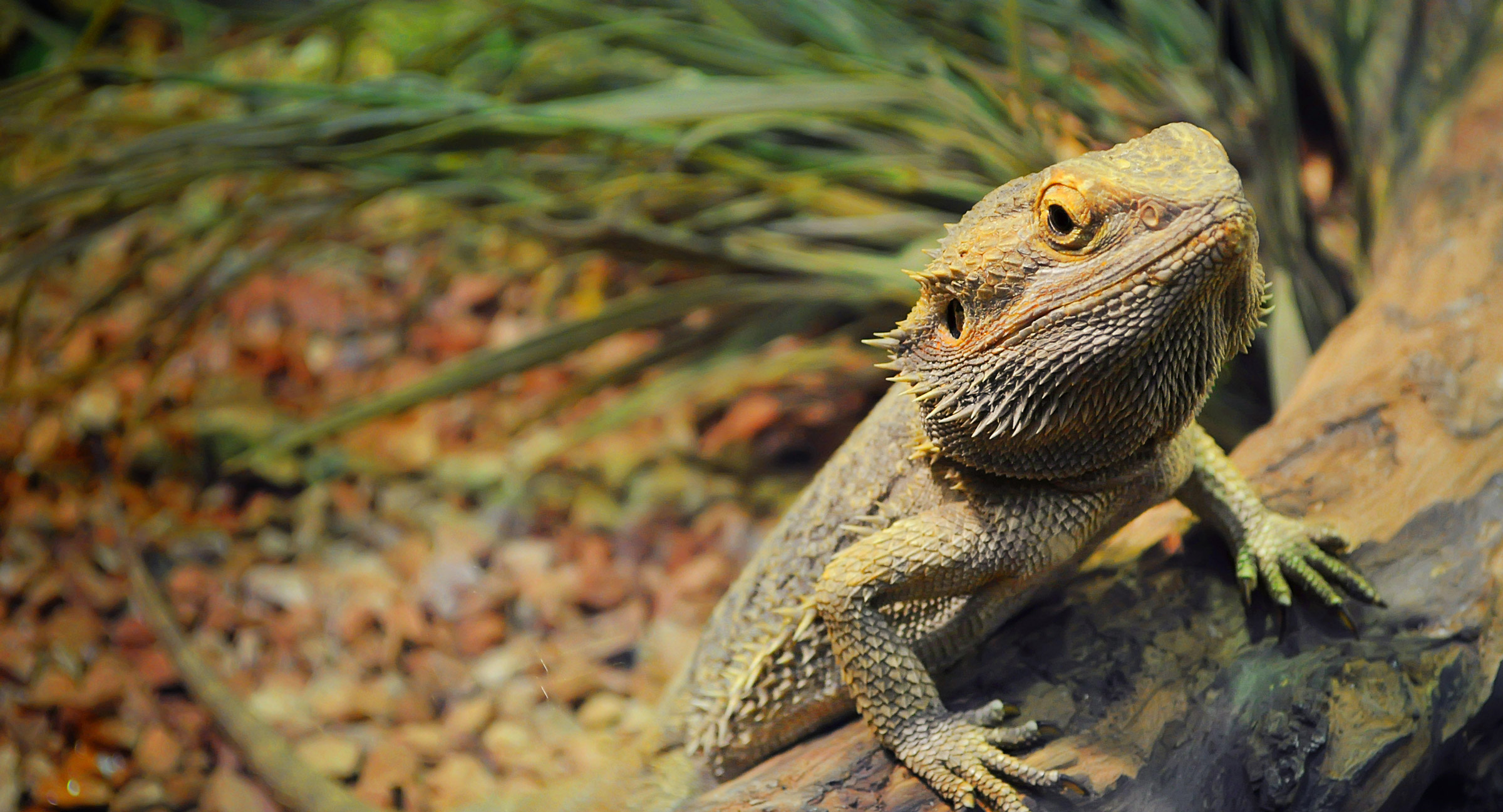 Reptile Commercial Insurance