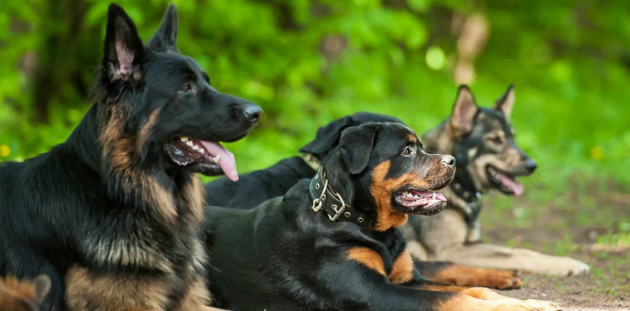Dog Trainer In Maryland'