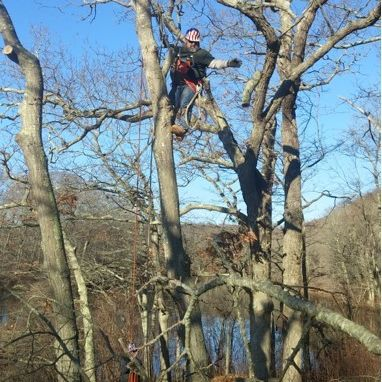 Tree Lift Service'